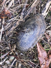 Sagittunio subrostratus