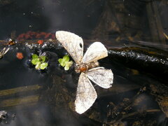 Erannis defoliaria