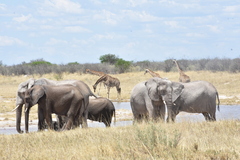 Giraffa camelopardalis angolensis