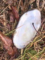 Sagittunio subrostratus