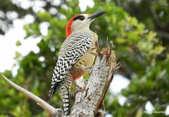 Melanerpes superciliaris