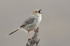 Cisticola lais