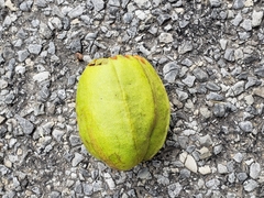 Carya