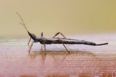 Idolothrips spectrum