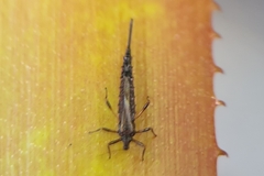 Idolothrips spectrum