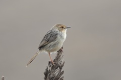 Cisticola lais