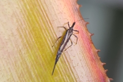 Idolothrips spectrum