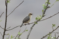 Cisticola erythrops