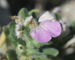 Ajuga iva