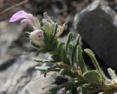 Ajuga iva