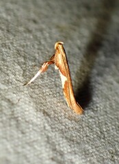 Caloptilia stigmatella