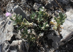 Ajuga iva