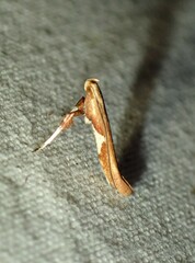 Caloptilia stigmatella