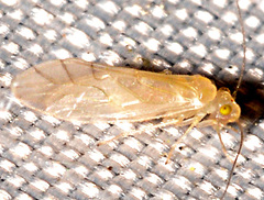 Xanthocaecilius quillayute