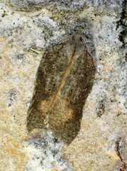 Acleris effractana