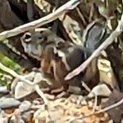 Ammospermophilus interpres