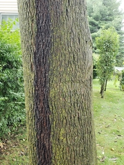 Carya