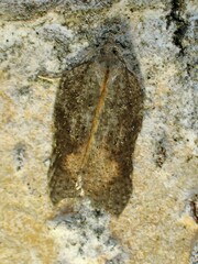 Acleris effractana