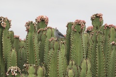 Melaenornis fischeri