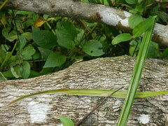 Copeoglossum aurae