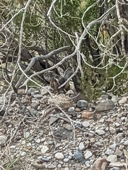 Ammospermophilus interpres