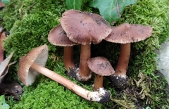 Inocybe asterospora