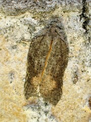 Acleris effractana