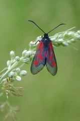 Zygaena lonicerae