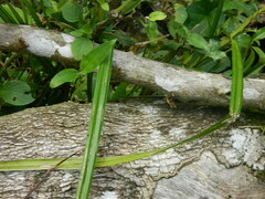 Copeoglossum aurae