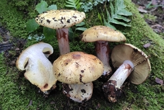 Cortinarius cedretorum