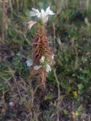 Bellardia trixago