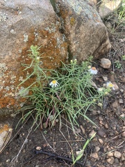 Symphyotrichum porteri
