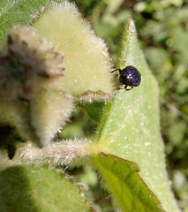 Histeridae