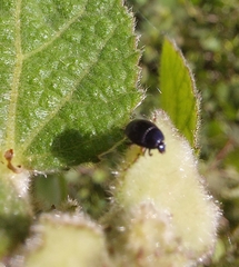 Histeridae