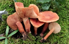 Lactarius atlanticus