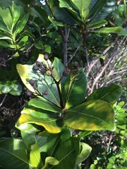 Ixora francii