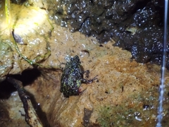 Leptophryne javanica