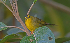 Black-Crested Warbler photo 2