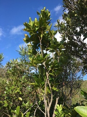 Ixora francii