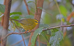 Black-Crested Warbler photo 3