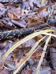 Diarrhena obovata
