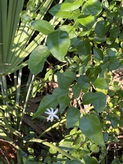 Jasminum fluminense