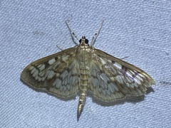 Herpetogramma thestealis