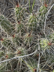Echinocereus enneacanthus enneacanthus