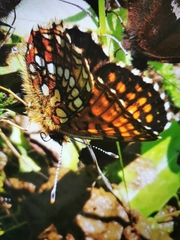 Melitaea varia