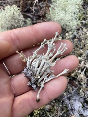 Cladonia rappii