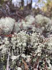 Cladonia rappii