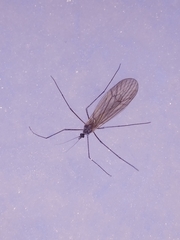 Limoniidae