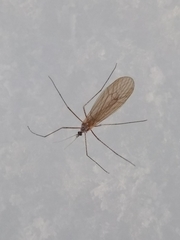 Limoniidae