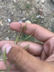 Epilobium brachycarpum